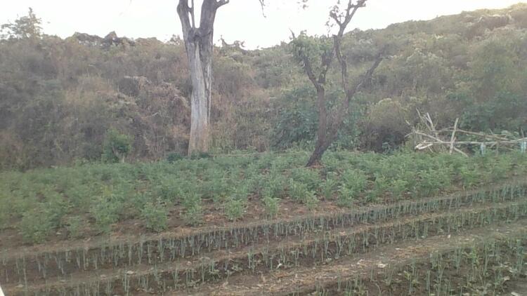 Onion farm/የሽንኩርት እርሻ